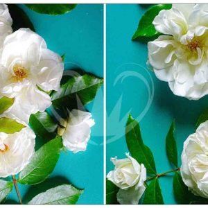 Tuscan Rosa A3 Posh Chalk Deluxe Decoupage from The House of Mendes