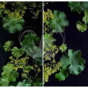 Dark Mollis A3 Posh Chalk Deluxe Decoupage from The House of Mendes