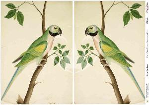 Exotic Parakeets A1 Posh Chalk Deluxe Decoupage from The House of Mendes