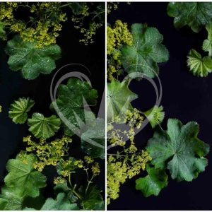 Dark Mollis A1 Posh Chalk Deluxe Decoupage from The House of Mendes