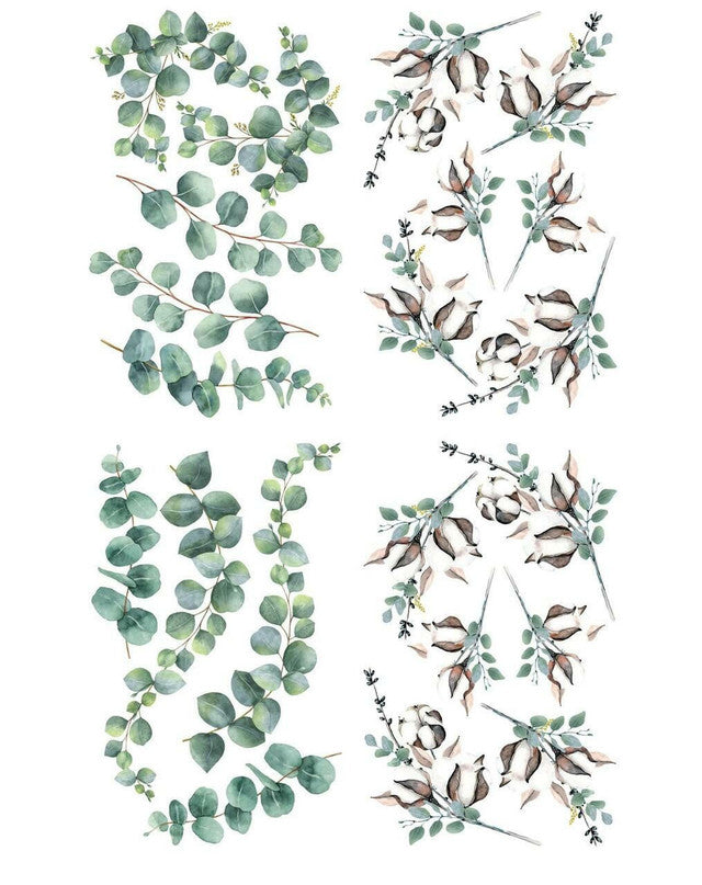 Cotton and Eucalyptus - Transfer